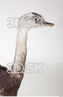 Emus neck photo reference 0037